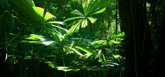 photo of trees and foliage in rainforest