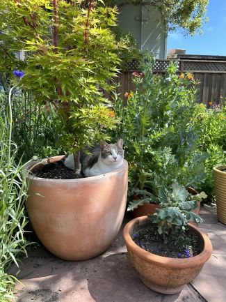 Photo of a cat lounging in a container with a health small tree, surrounded by other outdoor plants in containers