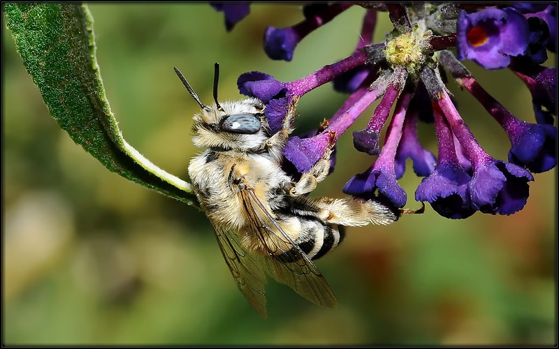130 PM, Native Bees and Honey Bees with Bee James Kenney Park Berkeley Public Library