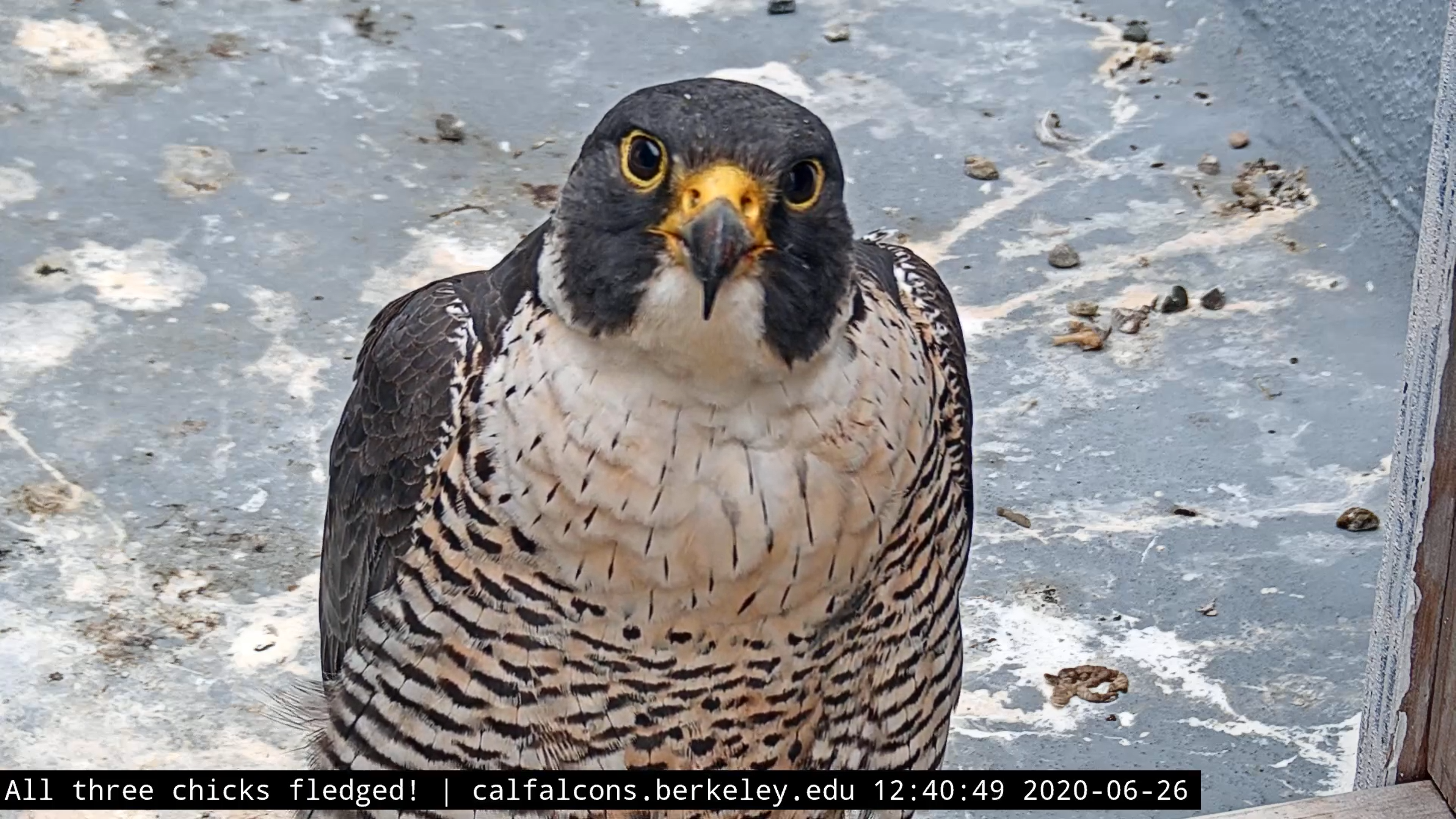 Annie the falcon looking at you