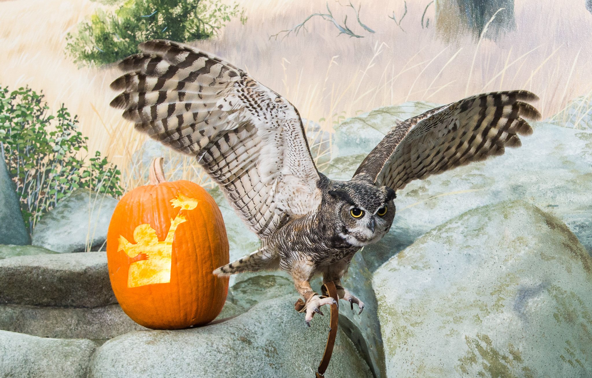 Bubo with pumpkin-Lindsay Wildlife