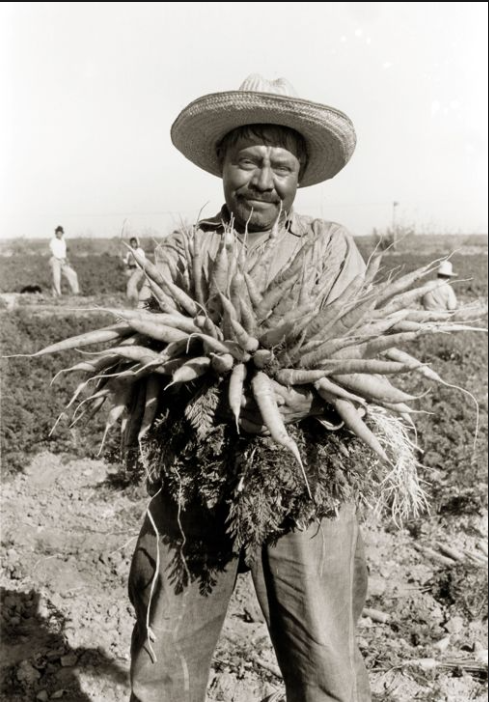 Mexican farm worker holding a harvest of carrots