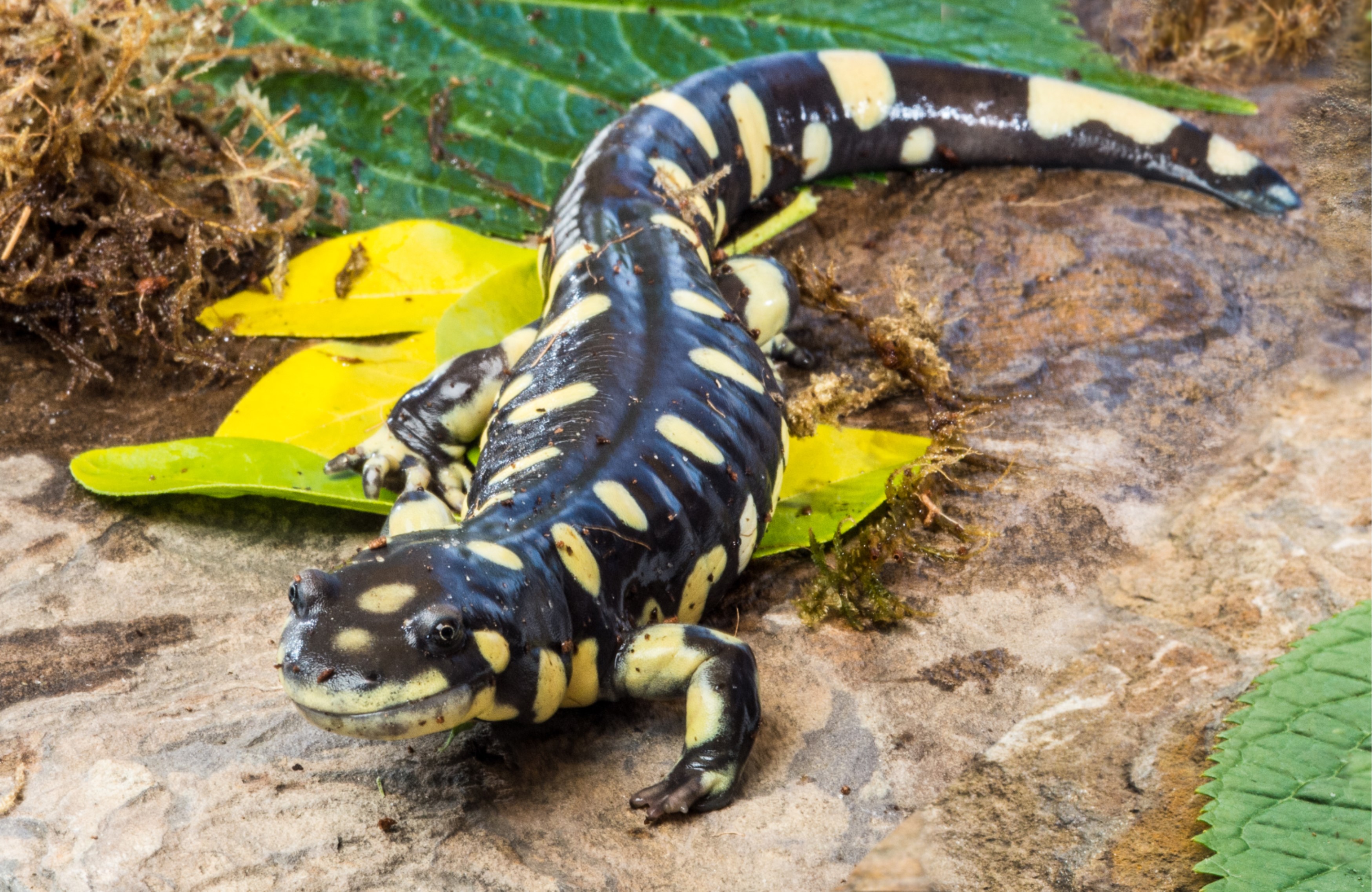 CA Tiger Salamander