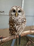 Owl--Lindsay Wildlife