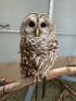 Owl-Lindsay Wildlife