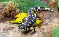 CA tiger salamander