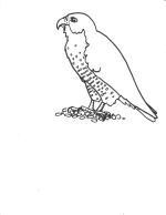 Falcon perched, line drawing