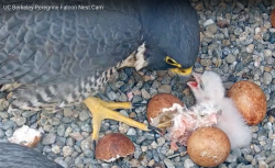 New falcon chick hatches 4/17/2021