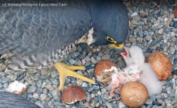New falcon chick hatches 4/17/2021 New falcon chick hatches 4/17/2021