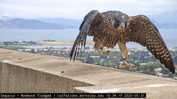 Cal falcon coming in for a landing in the Campanile
