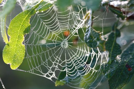 Spider and web