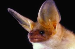 photo of Pallid Bat [photo credit Merlin D. Tuttle]