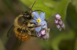 Bee resting on purple flower with green leaves behind