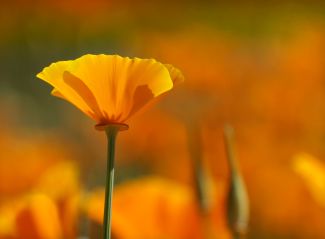 photo of California Poppy with other poppies faded in the background