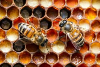 two bees on a honeycomb