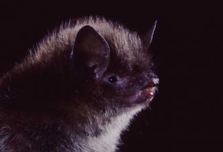 photo of Little Brown Myotis bat 