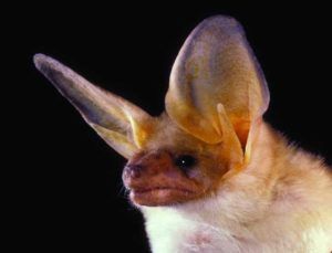 photo of Pallid Bat [photo credit Merlin D. Tuttle]