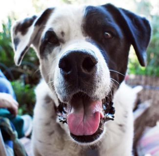 picture of Blue, therapy dog