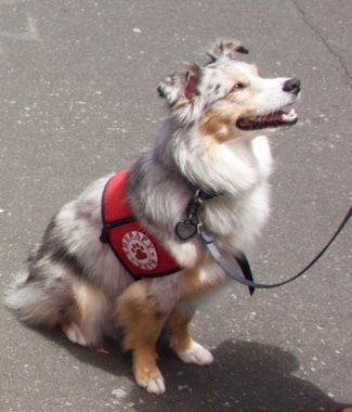 picture of Gracie, therapy dog