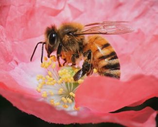 close up photo of a honey bee on a pink poppy flower