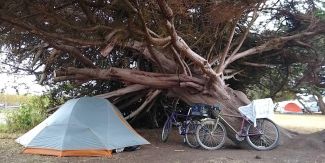 Tent near tree with bikes nearby.