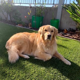 Golden Retriever looking into the camera and laying on grass in a yard on a sunny day.  
