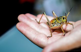 photo of large grasshopper on persons hand