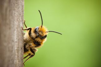 photo of a native bee against a green background resting sideways on what looks like a pole