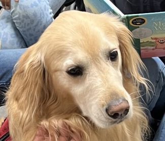 picture of Navi, therapy dog