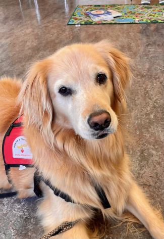 picture of Navi, therapy dog
