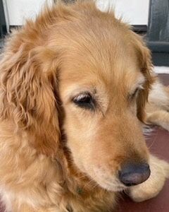 picture of Nicolet, therapy dog