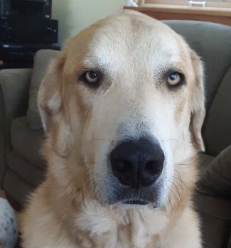 picture of Ozzy, therapy dog