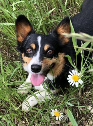 picture of Thatcher, therapy dog