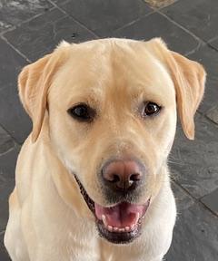 photo of yellow lab from chest up, sitting and smiling at the camera