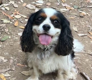 King Charles Spaniel with tongue out
