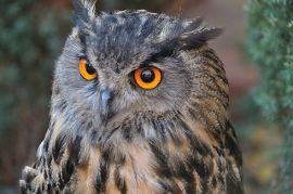 photo of eagle owl ("Eagle owl" by M.Shattock is licensed under CC BY-SA 2.0 on flickr)