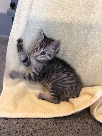 kitten in need of forever home