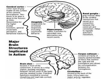 Diagram ofcross section of human brain showing areas responsible for various human functions