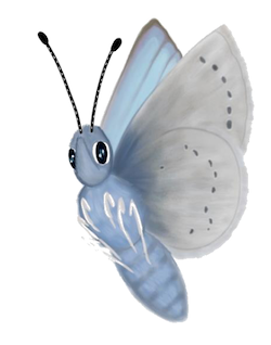 Blue butterfly