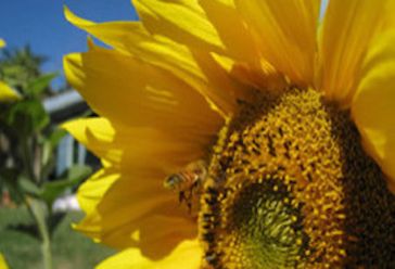 bee and sunflower