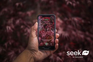 Smartphone with picture of plants in background