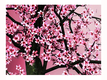 Cherry tree in blossom with pink sky background